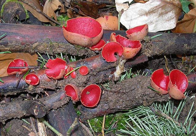 Il Risveglio dei Funghi